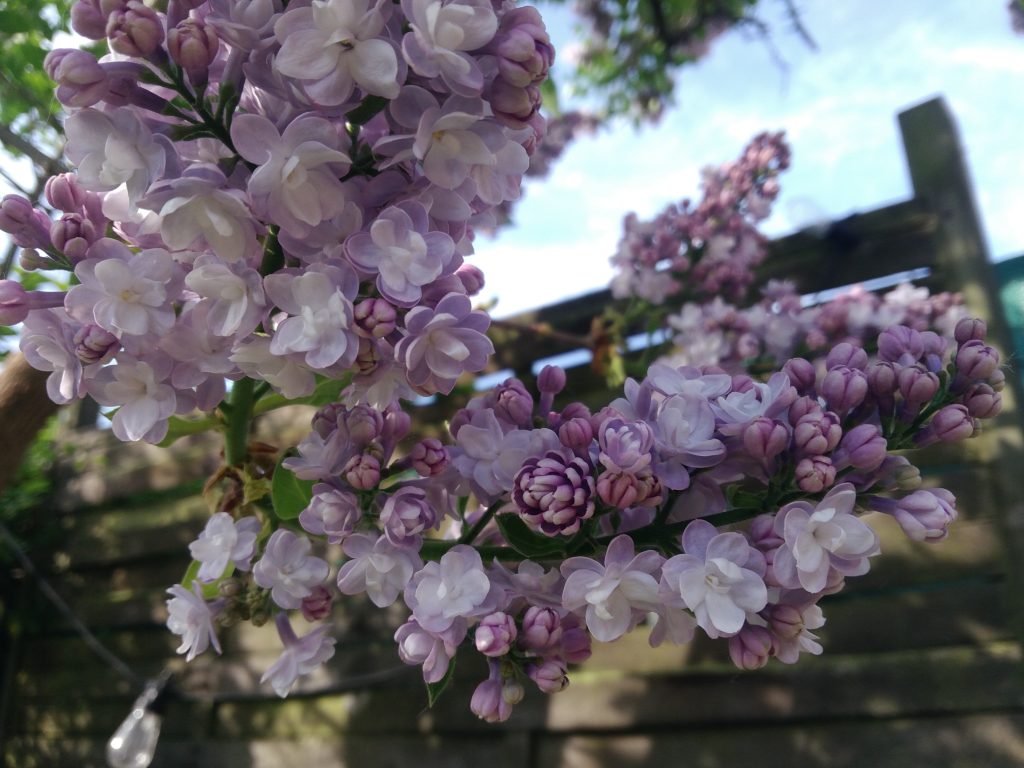 Lilas