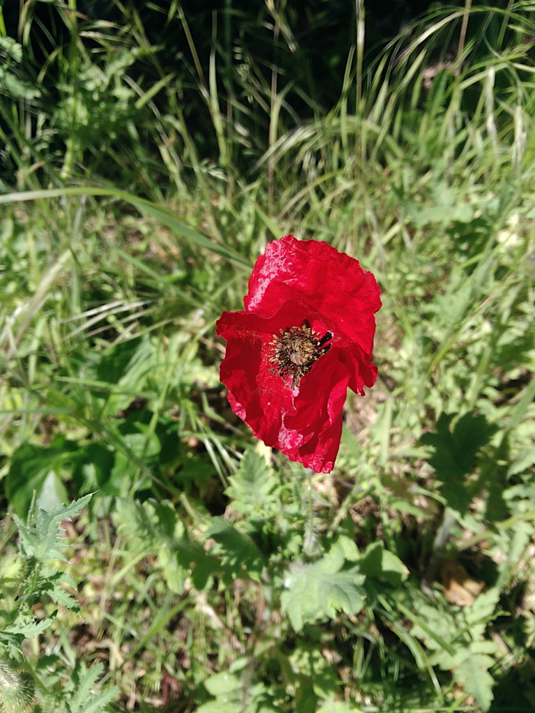 coquelicot