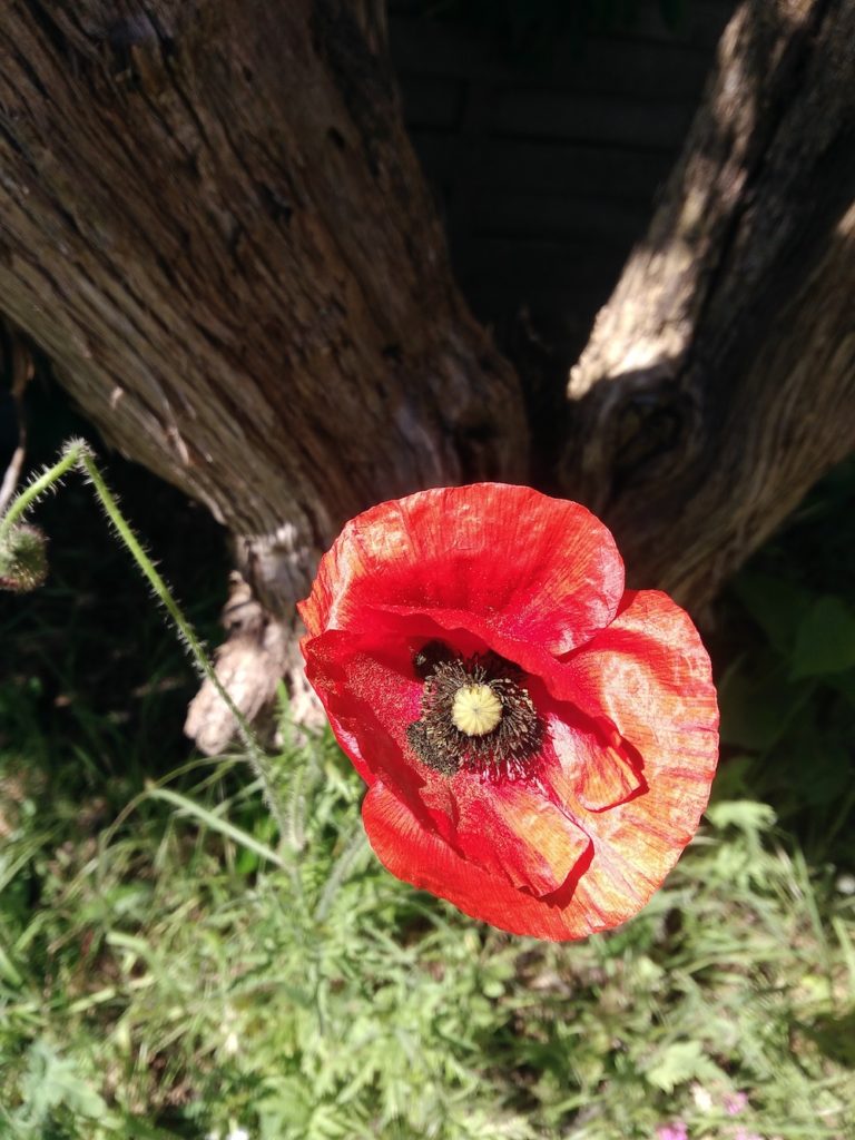 coquelicot