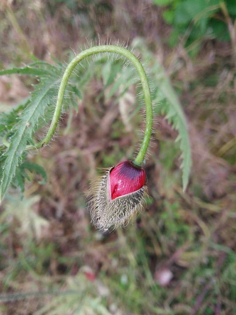 Coquelicot